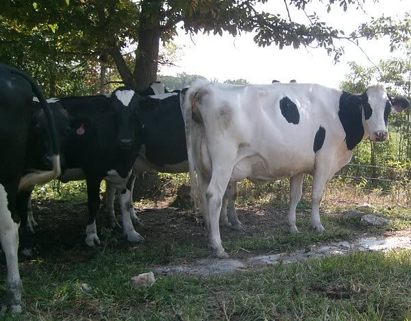 Trying out my new camera.... - Cattle