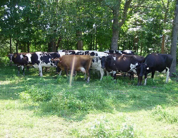 Feeding outside the barn - Cattle