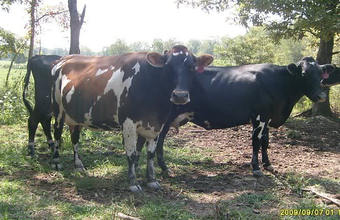 Trying out my new camera.... - Cattle