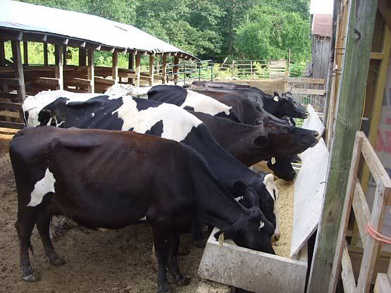 Feeding outside the barn - Cattle