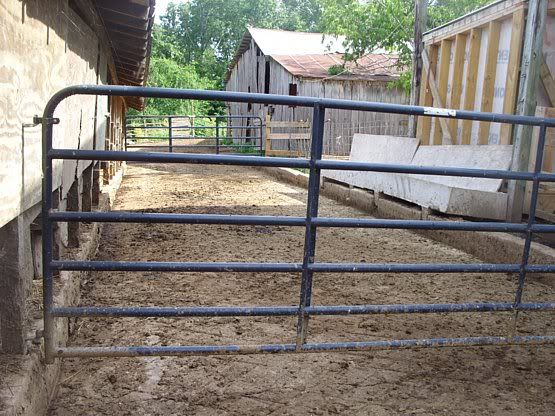 Feeding outside the barn - Cattle