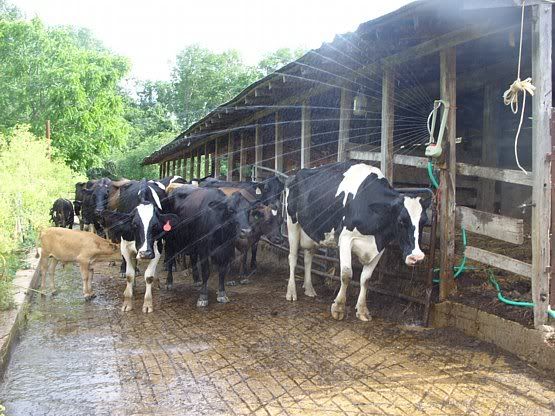 Feeding outside the barn - Cattle