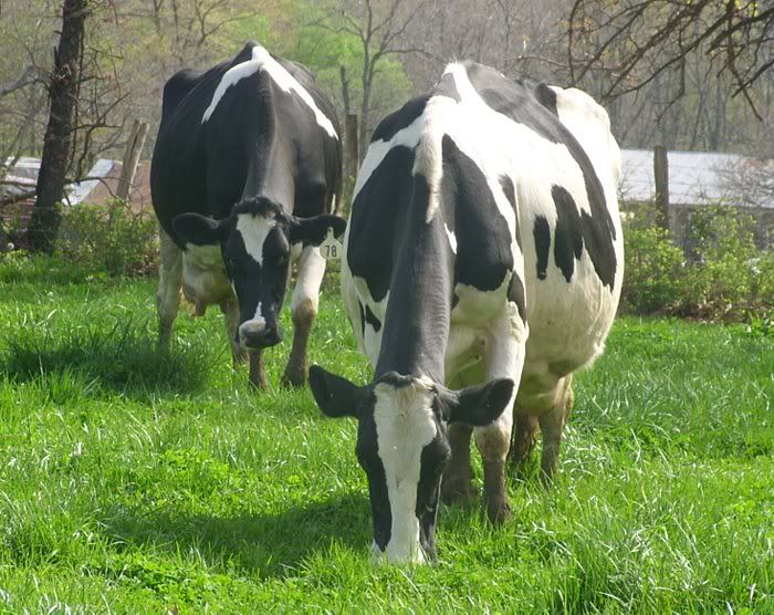 Dairy Heifers 4-Sale-Mountain View, MO. - Cattle