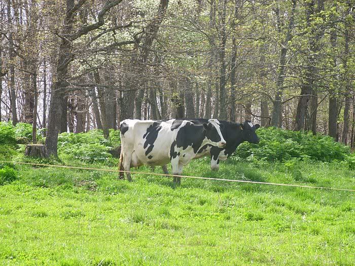Dairy Heifers 4-Sale-Mountain View, MO. - Cattle