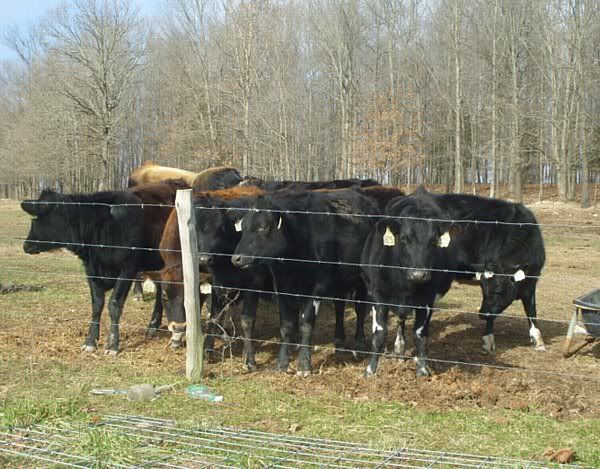 Pictures of yearling heifers - Cattle