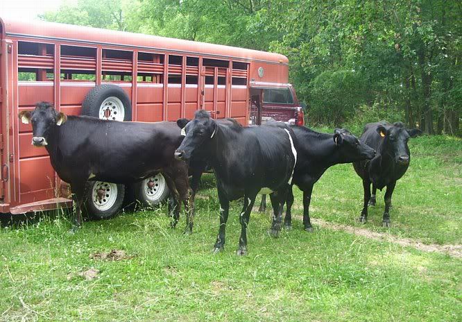 Misc. events and pics of Morningland Dairy - Cattle