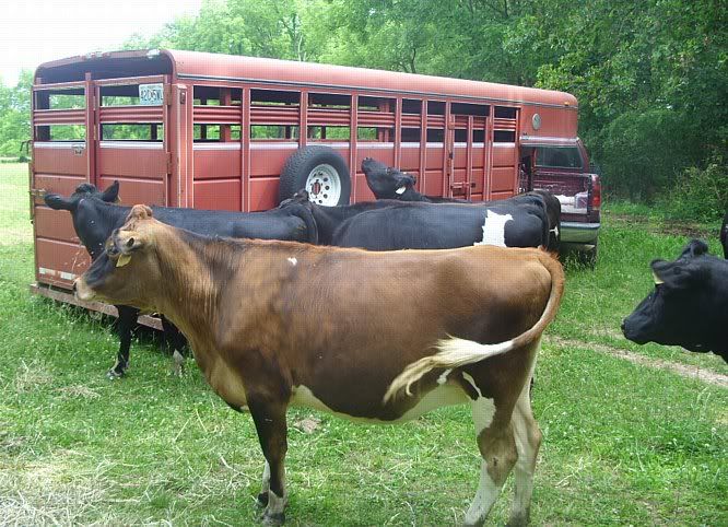 Misc. events and pics of Morningland Dairy - Cattle