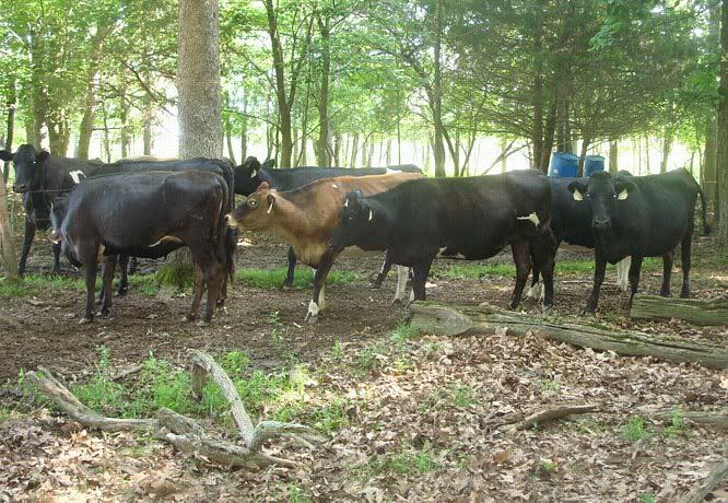 Misc. events and pics of Morningland Dairy - Cattle