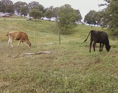 Jersey/Holstien Heifers for Sale-MO - Cattle