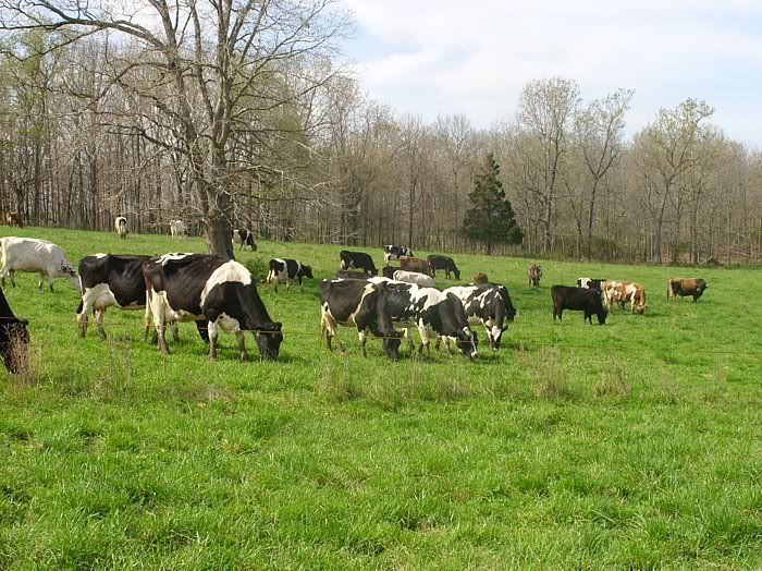 Dairy Heifers 4-Sale-Mountain View, MO. - Cattle