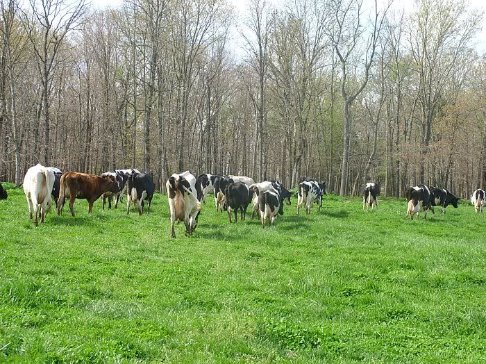 Dairy Heifers 4-Sale-Mountain View, MO. - Cattle