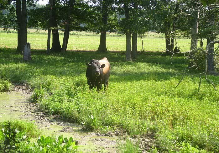 Misc. events and pics of Morningland Dairy - Cattle