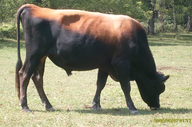 Trying out my new camera.... - Cattle