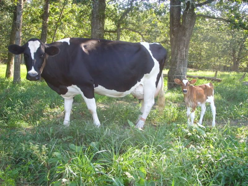 The little ladies available-pics - Cattle