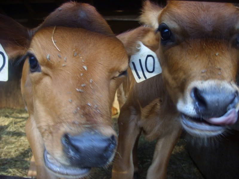 The little ladies available-pics - Cattle