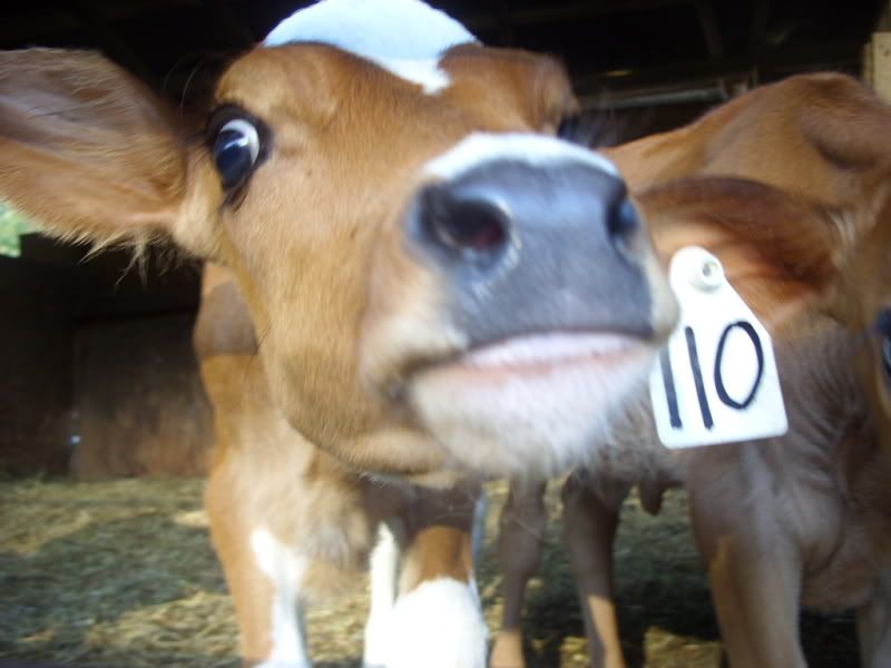 The little ladies available-pics - Cattle