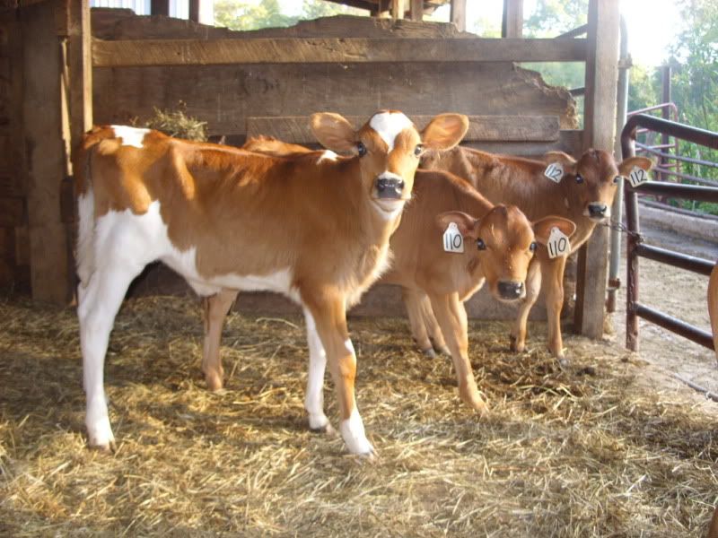 The little ladies available-pics - Cattle