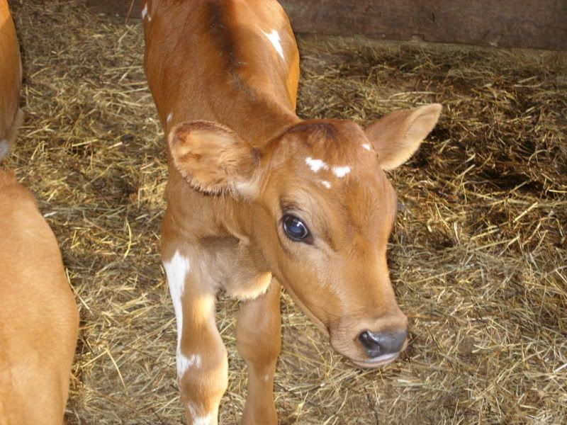 The little ladies available-pics - Cattle