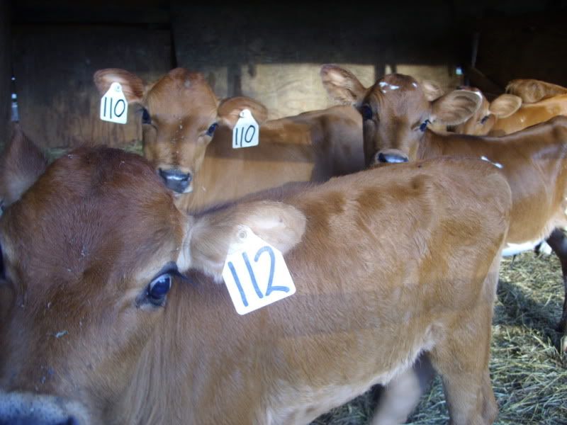 The little ladies available-pics - Cattle