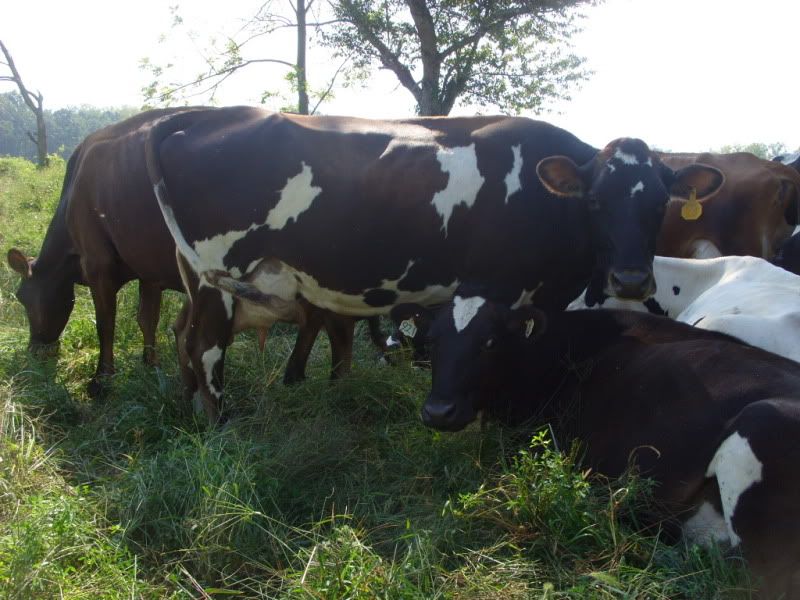 The little ladies available-pics - Cattle