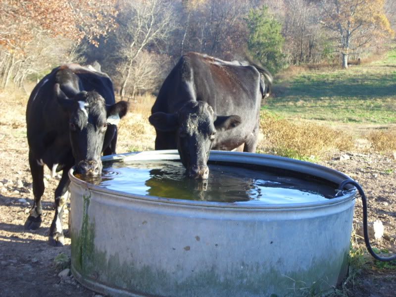 One last Milk Cow For Sale - Cattle