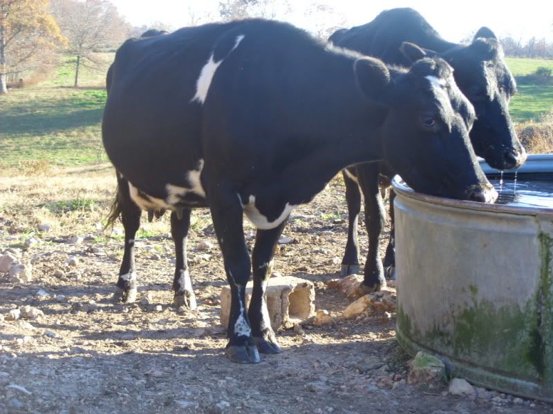 One last Milk Cow For Sale - Cattle
