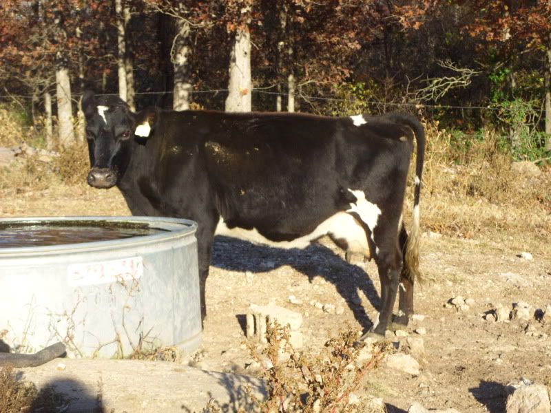 One last Milk Cow For Sale - Cattle