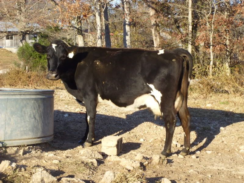 One last Milk Cow For Sale - Cattle