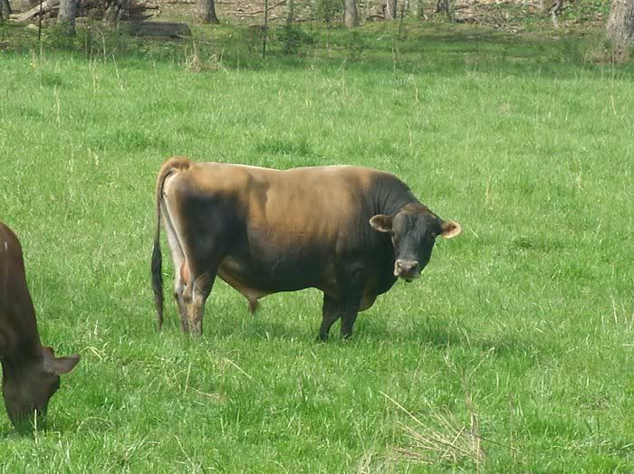 Dairy Heifers 4-Sale-Mountain View, MO. - Cattle