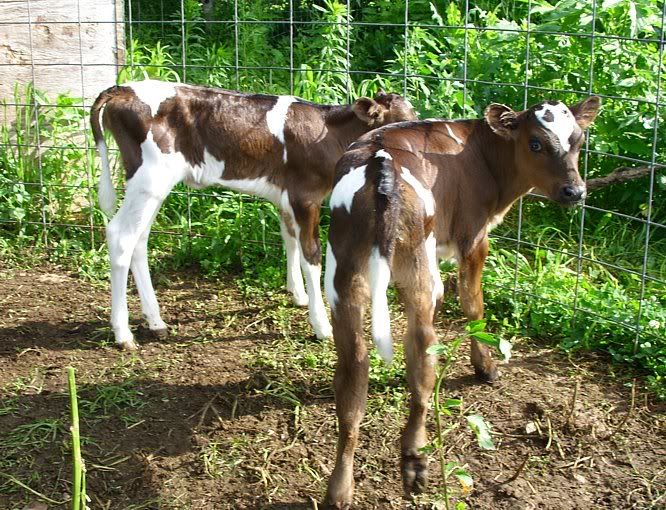 Heifer available, also bull calf-MO - Cattle