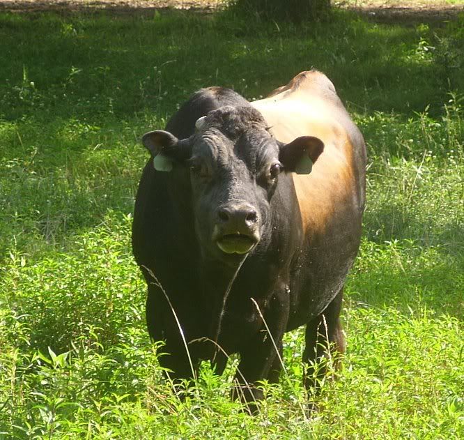 Misc. events and pics of Morningland Dairy - Cattle