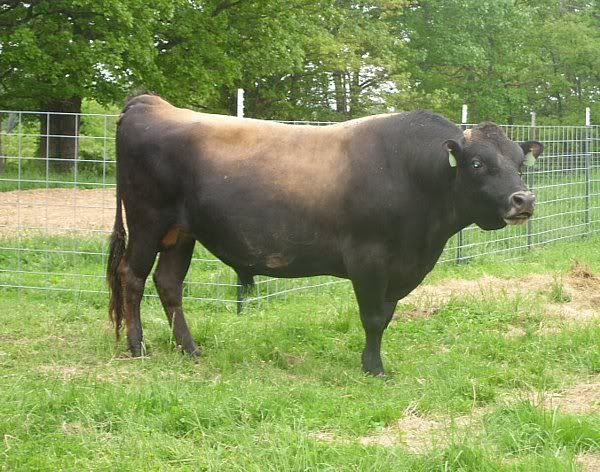 5 Rules for Living with Bulls - Cattle