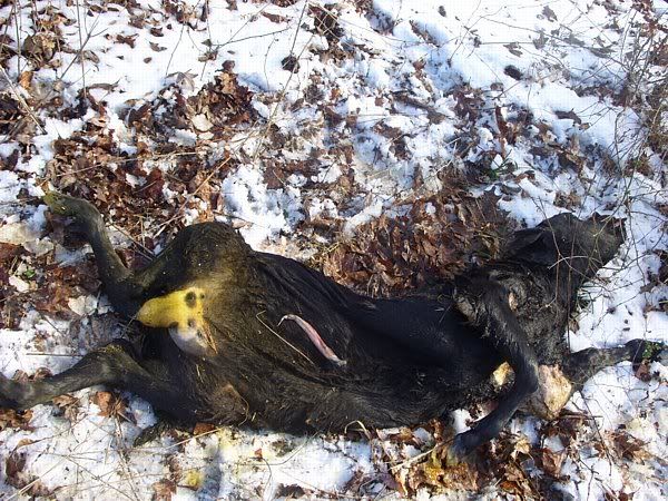 And the weirdest calving this season award - Cattle