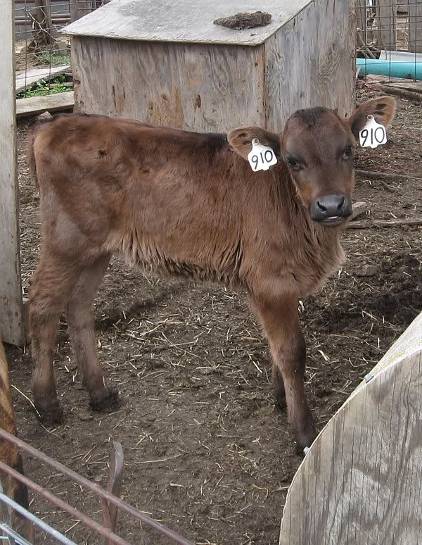Dairy Heifers 4-Sale-Mountain View, MO. - Cattle