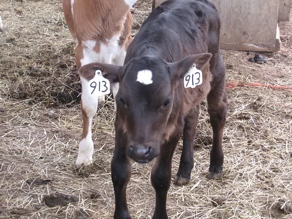 Dairy Heifers 4-Sale-Mountain View, MO. - Cattle