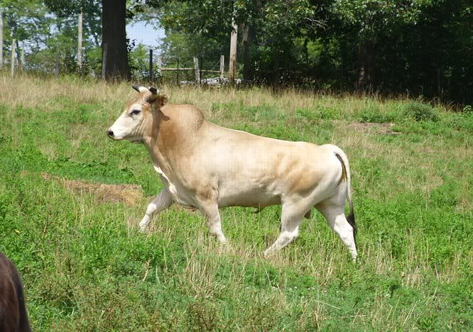 The thing I found in my rented pasture, - Cattle