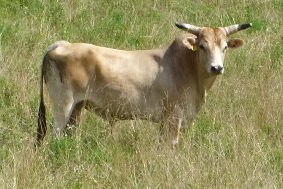 The thing I found in my rented pasture, - Cattle