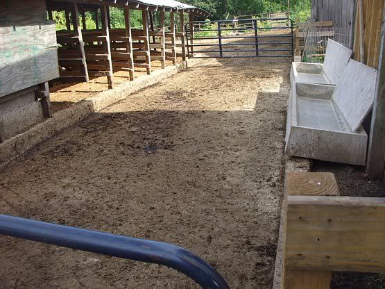Feeding outside the barn - Cattle