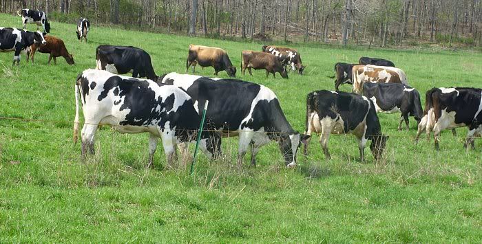 Dairy Heifers 4-Sale-Mountain View, MO. - Cattle
