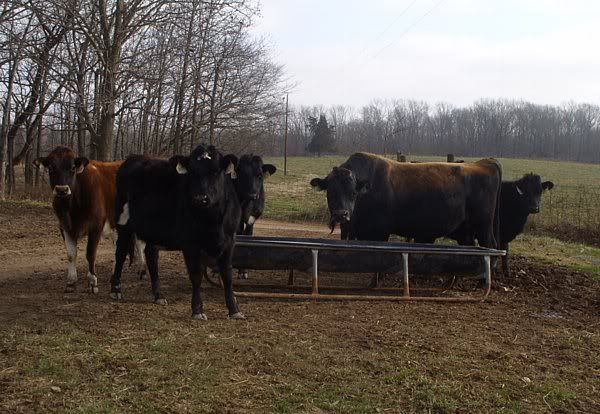 Pictures of yearling heifers - Cattle