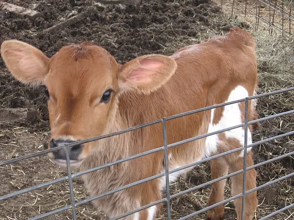 Dairy Heifers 4-Sale-Mountain View, MO. - Cattle