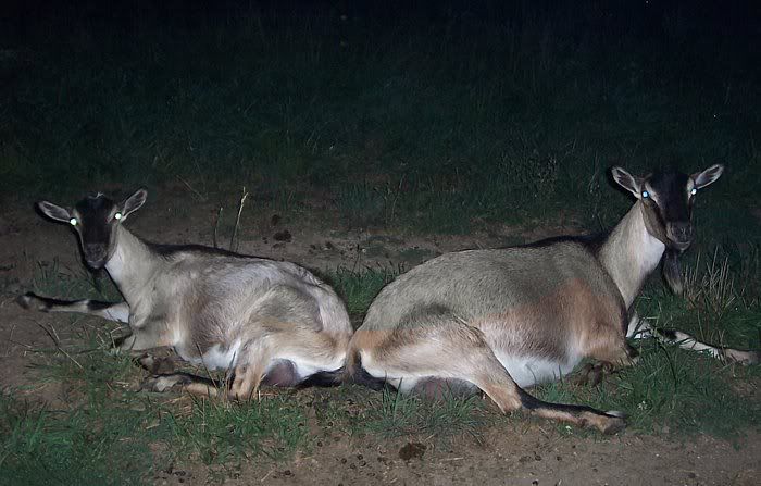 Okay, I want to try this too! - Goats