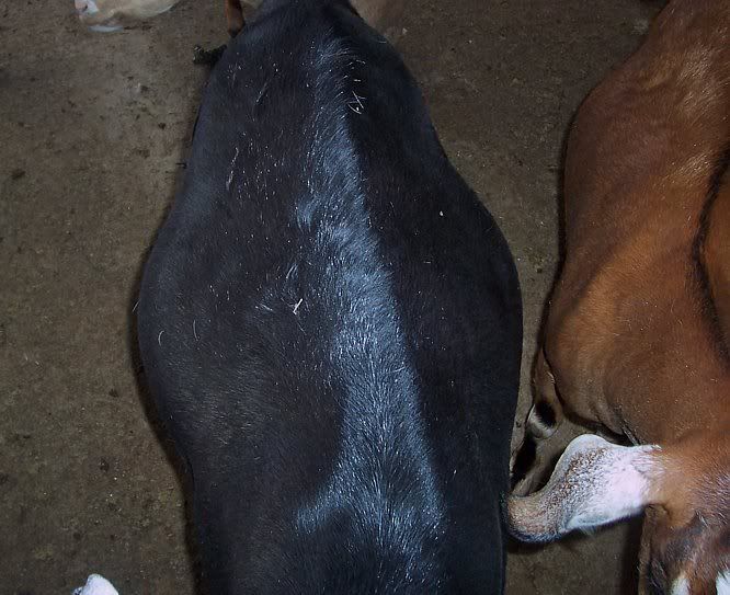 Harking back to previous thread...Good rumens vs poor - Goats