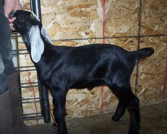 A word for all you new goat parents - Goats