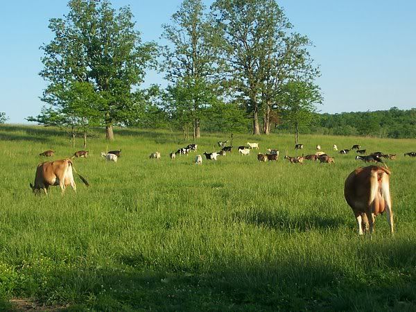 Dexter vs Jersey -which one is The Best? - Cattle