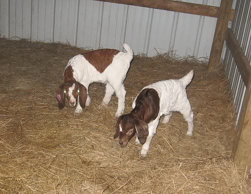 Up on doe watch and bored..... - Goats