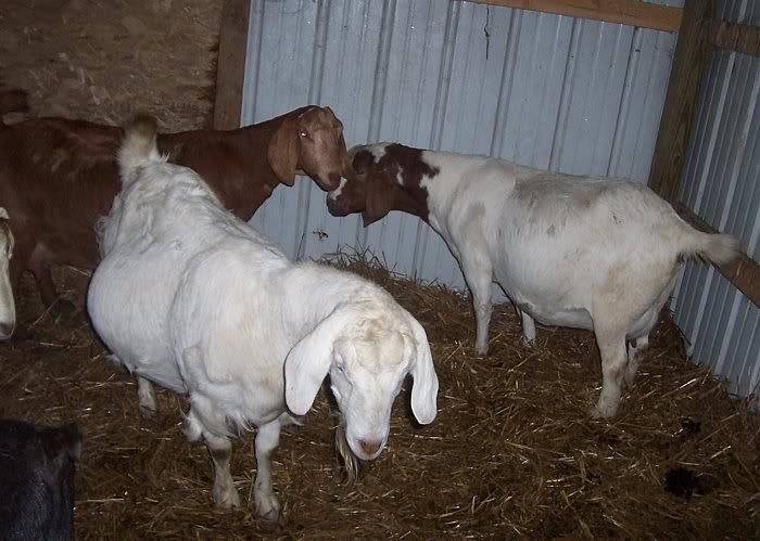 looks like we will have our first goats born anytime now! - Goats