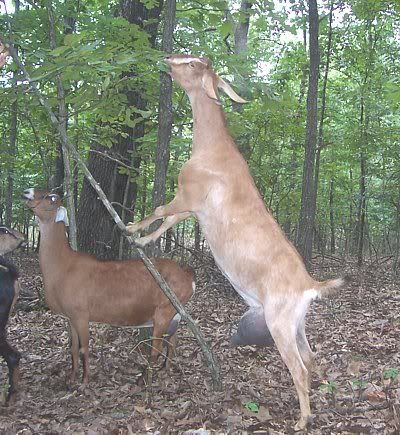 Bred Milking does for sale - Goats