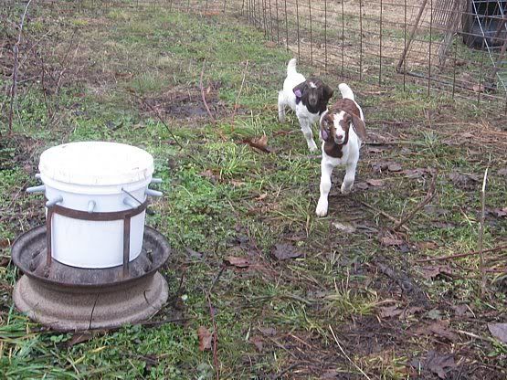 The twin Purebred Boer bottle kids(pics) - Goats