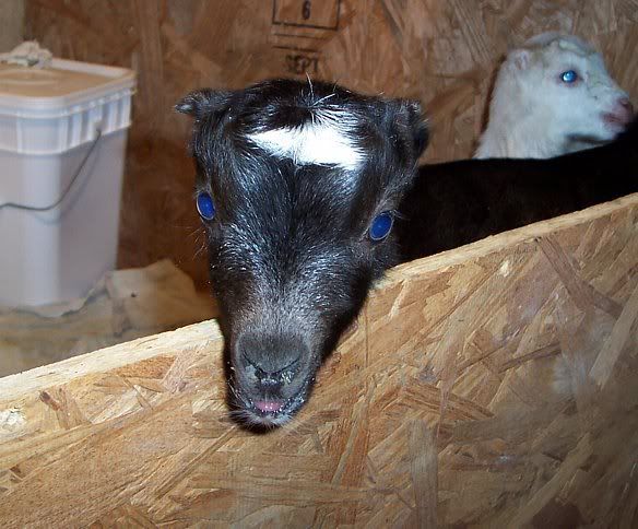 HELP! Goat or cow, why can't I decide!? - Cattle